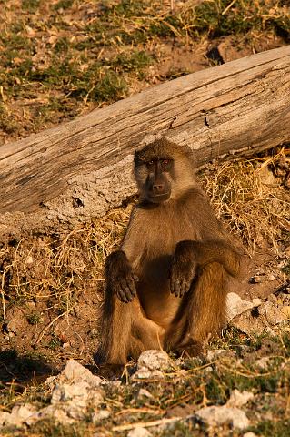 033 Chobe NP, baviaan.jpg